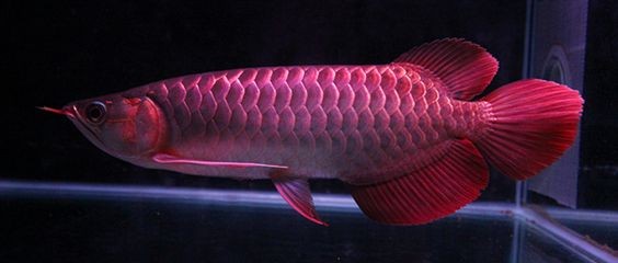 龍魚爛鰭爛尾用什么藥好使vs祥龍魚場：龍魚常見疾病及治療方法