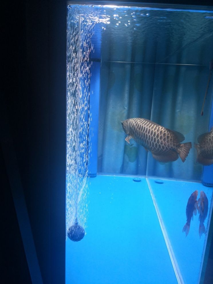 10cm銀龍魚怎么養