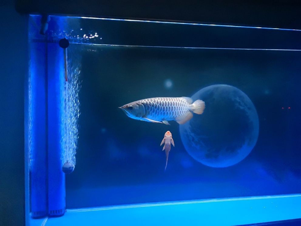 10cm銀龍魚怎么養