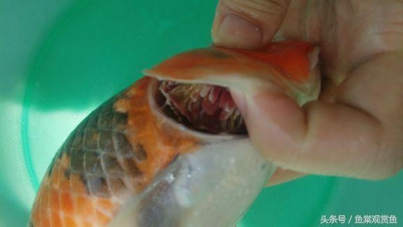 加鹽能使魚缸水清澈?jiǎn)幔翰换ㄥX使魚缸水變清澈