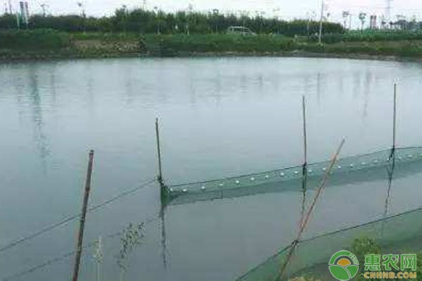 鯽魚喂生米還是熟米：鯽魚喂生米還是熟米?
