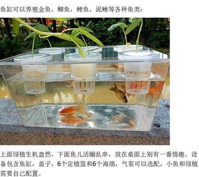 鯽魚5兩批發價格：鯽魚5兩批發價格是多少