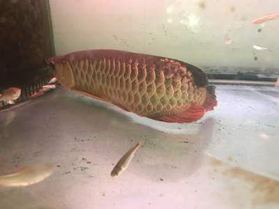 龍魚爛尾怎么治好的vs祥龍魚場：龍魚爛尾病因分析