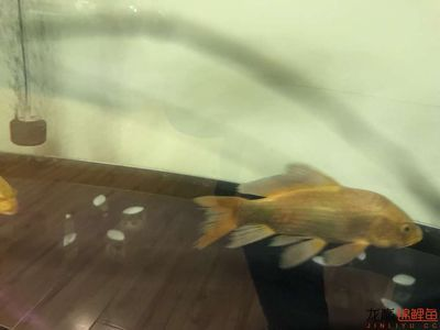 龍魚爛尾怎么治好的vs祥龍魚場：龍魚爛尾病因分析