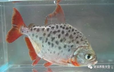 虎魚眼睛內白色的眼珠發黃怎么回事：虎魚眼睛內白色眼珠發黃怎么回事