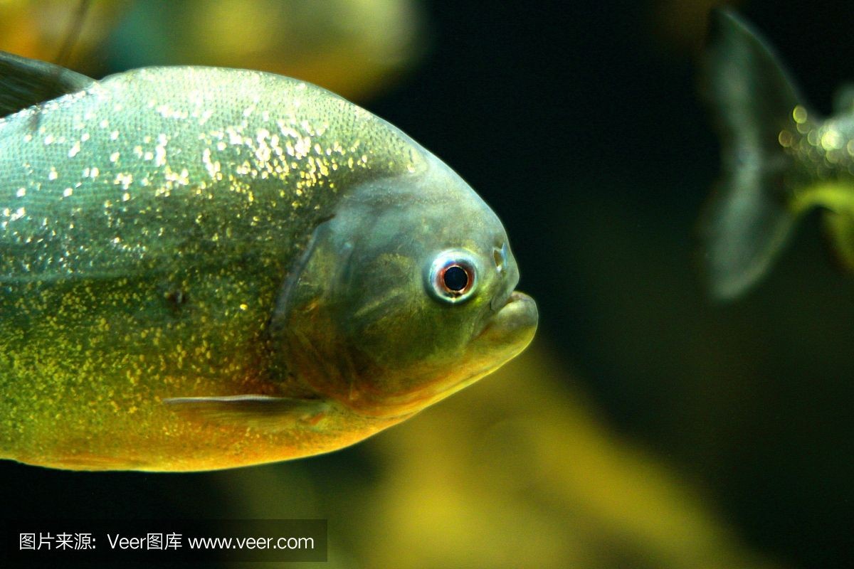 虎魚眼睛內白色的眼珠發黃怎么回事：虎魚眼睛內白色眼珠發黃怎么回事