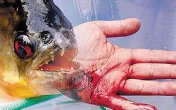 虎魚咬人嗎：虎魚咬人嗎？