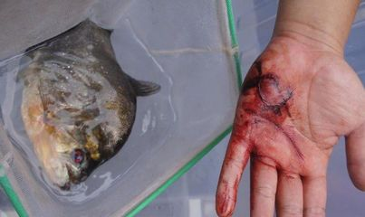 虎魚咬人嗎：虎魚咬人嗎？