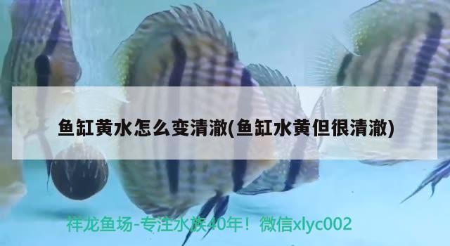 龍魚和鳳魚打架嗎 龍魚和飛鳳魚犯沖突嗎