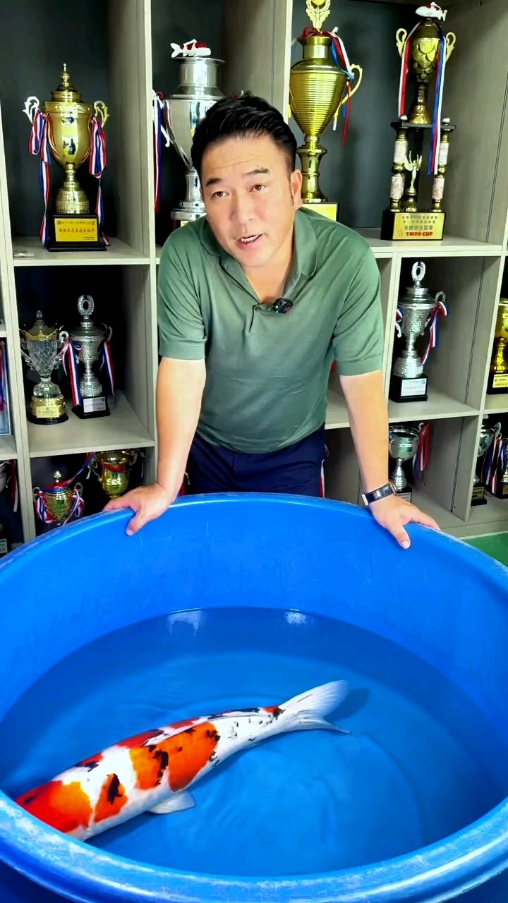 阪井種魚“北京小姐”將明年春天產首胎