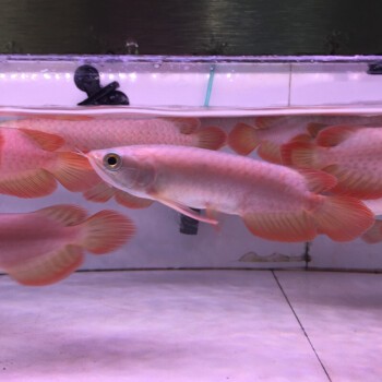 活體鸚鵡魚招財魚：活體鸚鵡魚招財魚怎么養