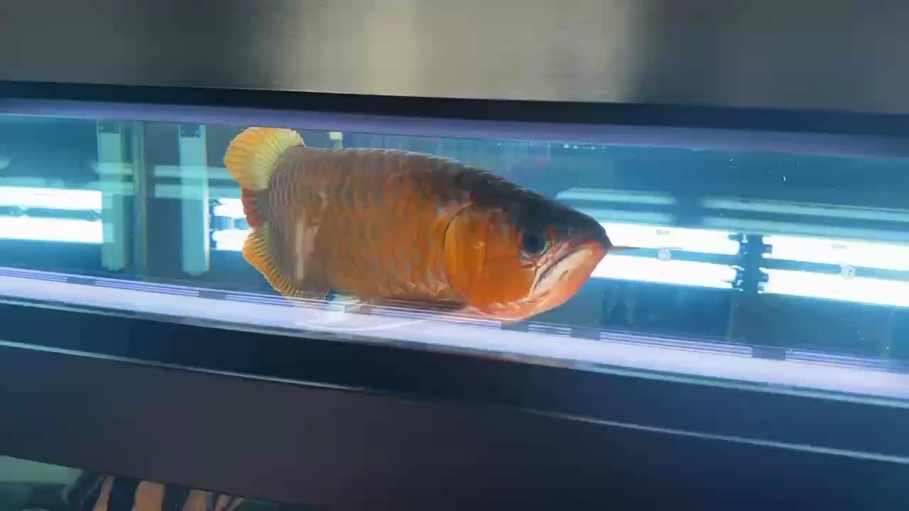 側(cè)燈第三天