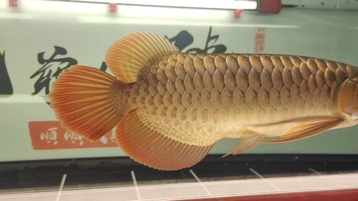 鰭尾一直長(zhǎng)出來