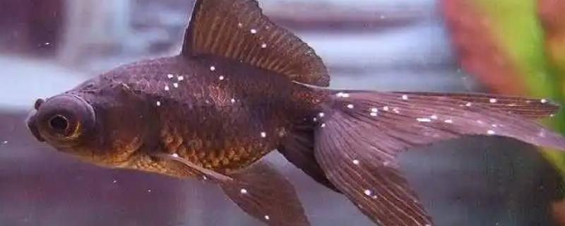 虎魚身上長(zhǎng)白膜怎么治療好：虎魚身上長(zhǎng)白膜怎么治療