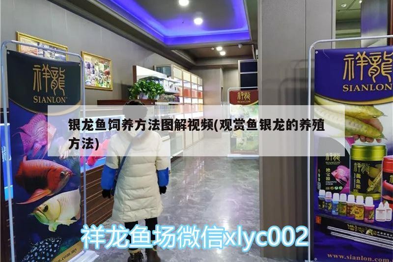 銀龍魚飼養(yǎng)方法圖解視頻(觀賞魚銀龍的養(yǎng)殖方法)