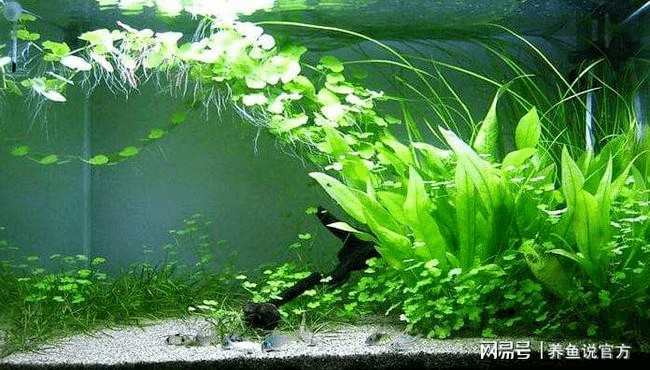 混養養九條金魚怎樣選顏色最好：混養養九條金魚怎樣選顏色最好的