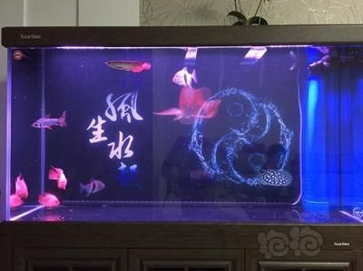 小虎魚能和鸚鵡混養嗎:小虎魚和鸚鵡魚是否能混養取決于多種因素 虎魚百科 第2張 小虎魚能和鸚鵡混養嗎:小虎魚和鸚鵡魚是否能混養取決于多種因素 小虎魚能和鸚鵡混養嗎:小虎魚和鸚鵡魚是否能混養取決于多種因素 虎魚百科 第2張
