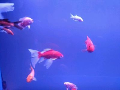 小虎魚能和鸚鵡混養嗎：小虎魚和鸚鵡魚是否能混養取決于多種因素 小虎魚能和鸚鵡混養嗎：小虎魚和鸚鵡魚是否能混養取決于多種因素 虎魚百科 第3張