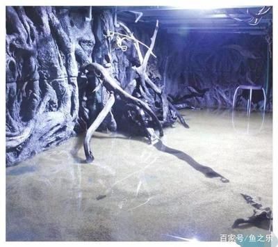 魟魚翻了還有救嗎：當魟魚出現翻肚現象時，是否還有可能被救活,魟魚翻了還有救嗎