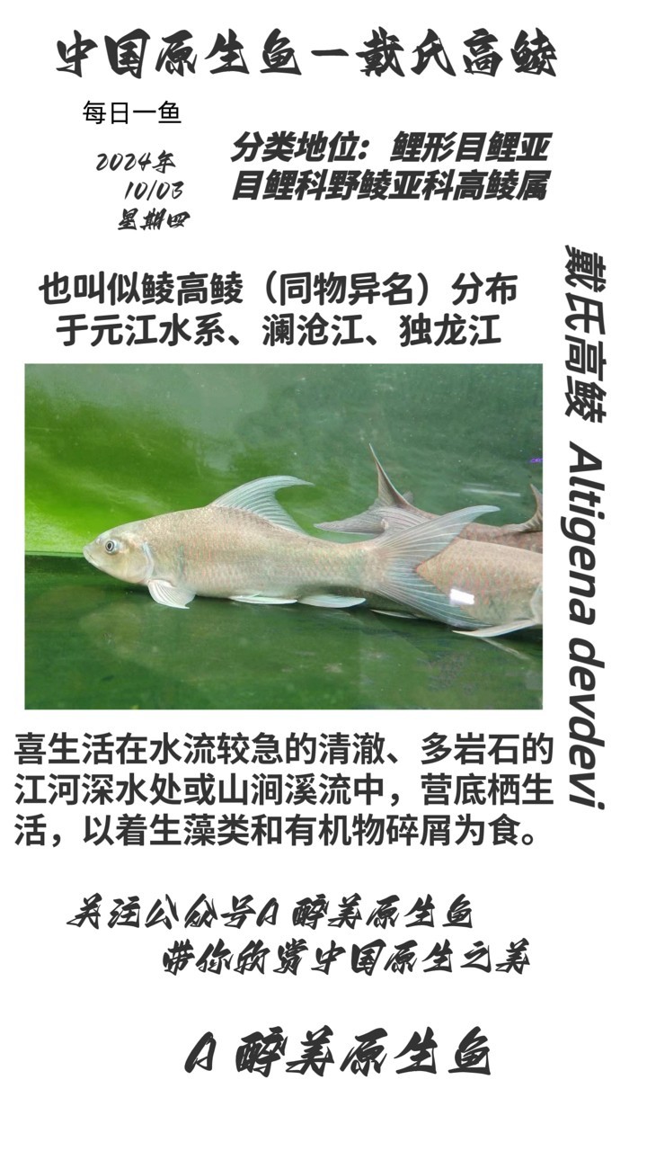 戴氏高鯪