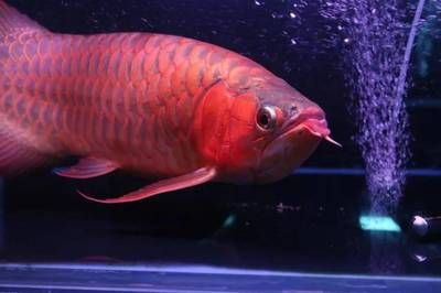 紅龍魚(yú)多大發(fā)色：關(guān)于紅龍魚(yú)發(fā)色的詳細(xì)介紹