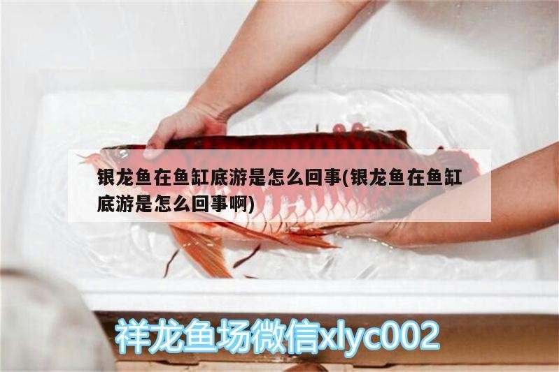 銀龍魚在魚缸底游是怎么回事(銀龍魚在魚缸底游是怎么回事啊) 銀龍魚在魚缸底游是怎么回事(銀龍魚在魚缸底游是怎么回事啊) 銀龍魚百科