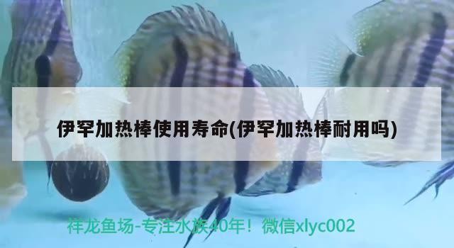 伊罕加熱棒使用壽命(伊罕加熱棒耐用嗎) 伊罕加熱棒使用壽命(伊罕加熱棒耐用嗎) 伊罕水族