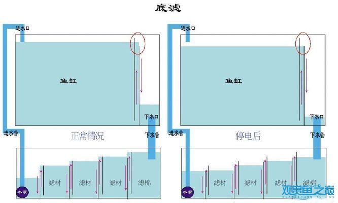 黃鱔魚養殖方法：黃鱔魚養殖方法與技術
