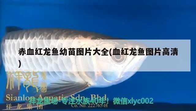 黃鱔一年長到2兩嗎：黃鱔苗一年能長多大