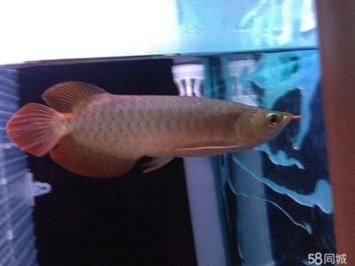虎魚什么樣的是極品：極品虎魚的標準是什么？