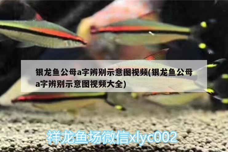 銀龍魚公母a字辨別示意圖視頻(銀龍魚公母a字辨別示意圖視頻大全)
