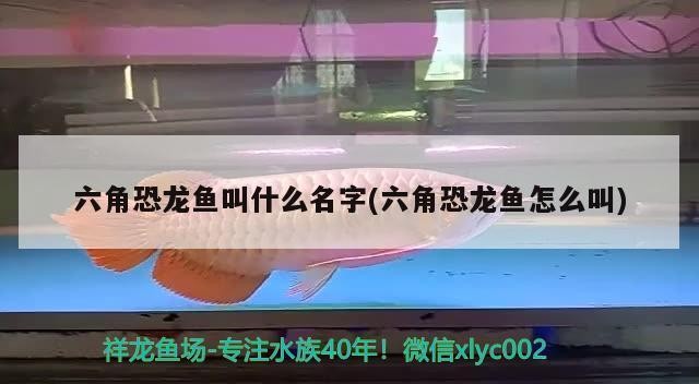 黃鱔苗在哪里買：黃鱔苗在哪里買得到