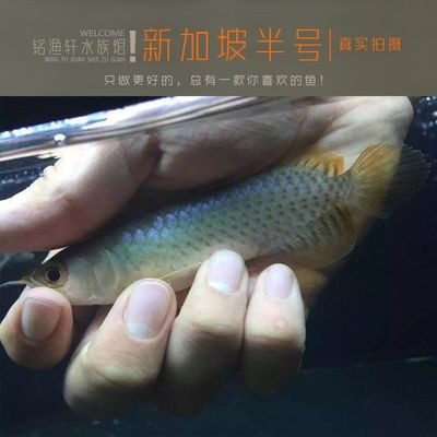 新加坡半號紅龍魚多少錢一只：新加坡半號紅龍魚價格