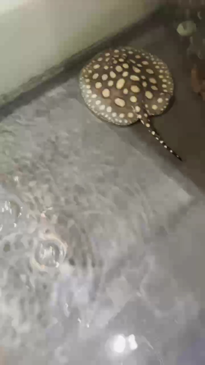 剩下孤零零一個了