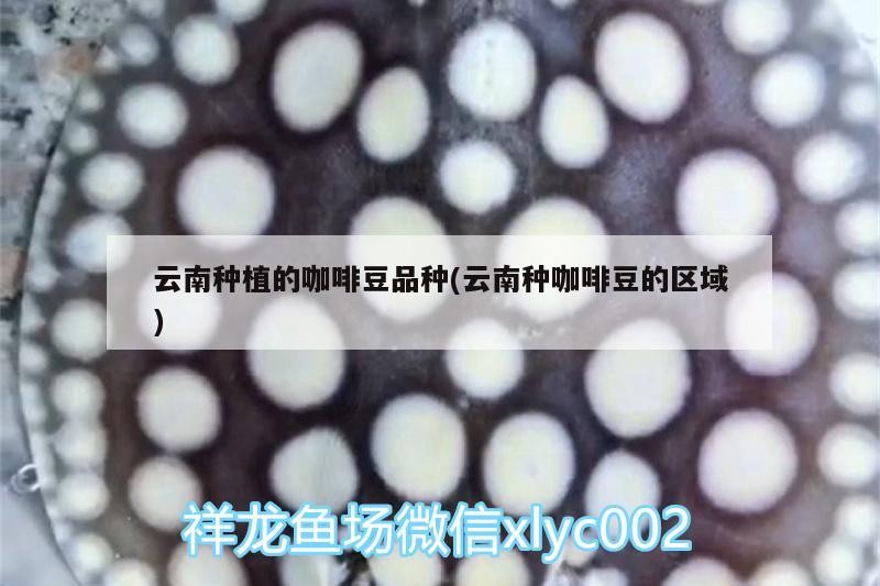云南種植的咖啡豆品種(云南種咖啡豆的區(qū)域)