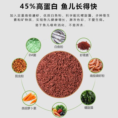 黃金螺養一只會爆缸嗎：養黃金螺的10大忠告