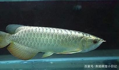 龍魚的屎是什么顏色的：龍魚的糞便顏色是什么顏色的 龍魚的屎是什么顏色的：龍魚的糞便顏色是什么顏色的 龍魚百科 第3張