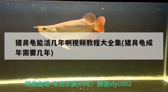 豬鼻龜能活幾年啊視頻教程大全集(豬鼻龜成年需要幾年)