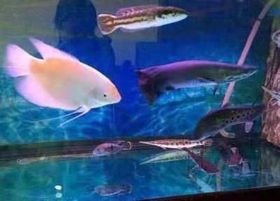 銀龍魚紅斑病的早期癥狀：銀龍魚紅斑病的早期癥狀及預(yù)防措施