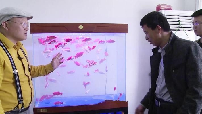 魚缸有不用換水的嗎視頻大全，如何實現魚缸長時間不換水