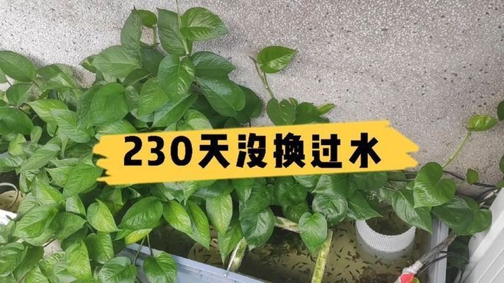 魚缸有不用換水的嗎視頻大全，如何實現魚缸長時間不換水
