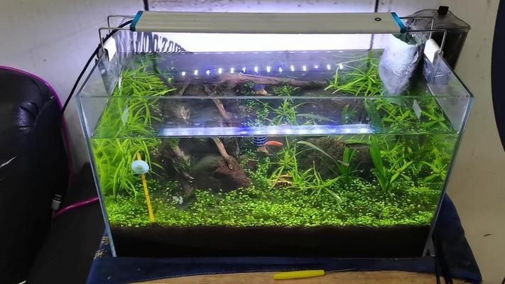 魚缸有不用換水的嗎視頻大全，如何實現魚缸長時間不換水