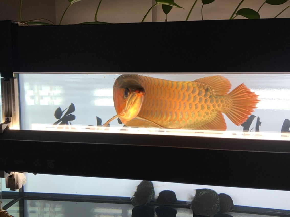 更新一下！越來越懶了。