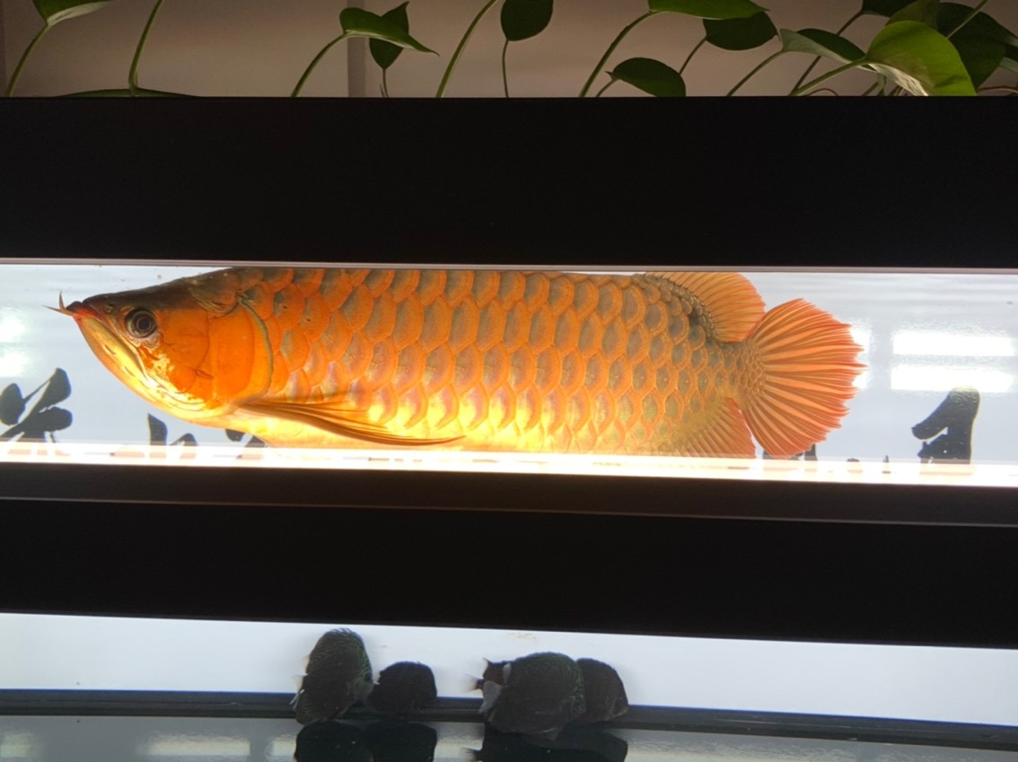 更新一下！越來越懶了。