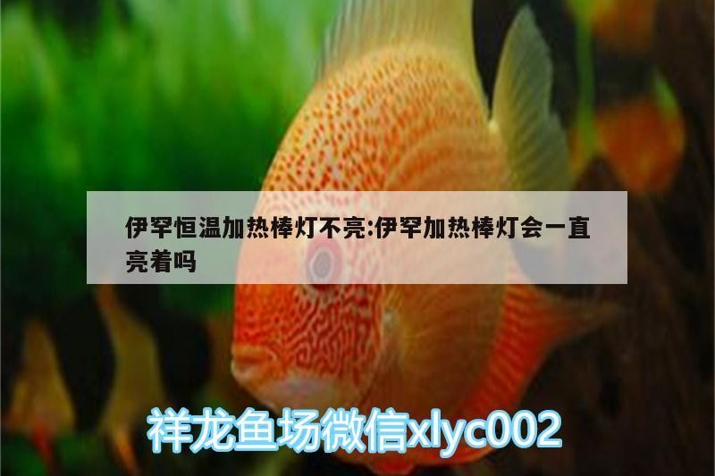伊罕恒溫加熱棒燈不亮:伊罕加熱棒燈會一直亮著嗎