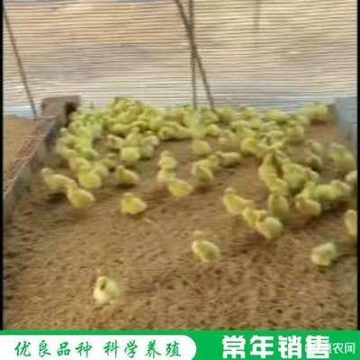 黃骨魚包回收的陷阱：養殖黃骨魚包回收的套路解密