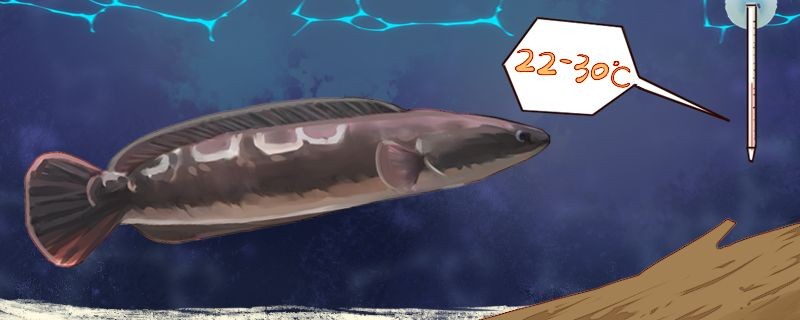 最大金龍魚視頻（哪些基金持有金龍魚）