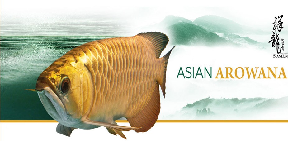 最大金龍魚視頻（哪些基金持有金龍魚）
