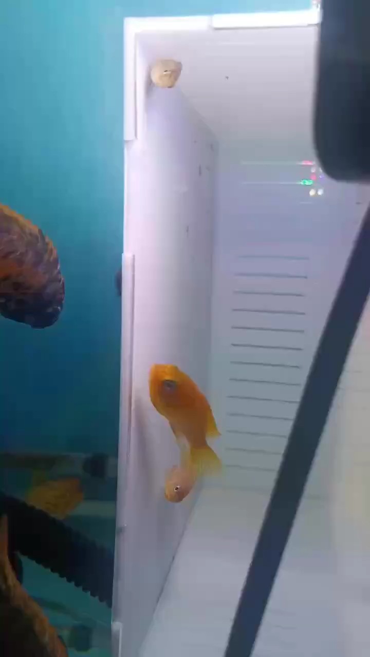 大眼金蝶