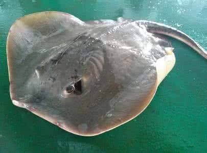魟魚盤邊受傷能恢復嗎？：魟魚盤邊受傷的恢復可能性取決于傷口的嚴重程度、受傷原因以及飼養者的護理措施 魟魚盤邊受傷能恢復嗎？：魟魚盤邊受傷的恢復可能性取決于傷口的嚴重程度、受傷原因以及飼養者的護理措施 魟魚百科 第3張